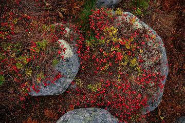 Autumn in the tundra. Yellow fern,  red berries on the rocks, autumn colors on the moss background....