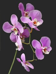 lila flowers of orchid Phalaenopsis close up