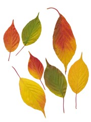 arrangement of multicolor various leaves in autumn isolated