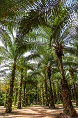 Obraz na płótnie Canvas Plantation of palm oil tree at garden In the south of Thailand.