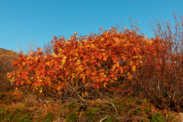 Autumn in the tundra. Yellow fern,  red berries on the rocks, autumn colors on the moss background. Tundra, Kola peninsula, Russia.Beautiful landscape of forest-tundra