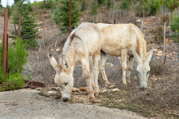 wild donkeys by the road