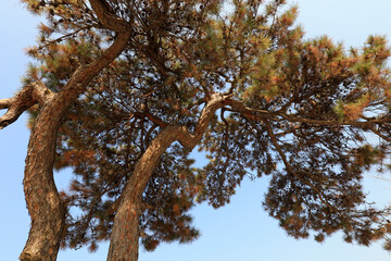 The pine trees are on the hillside