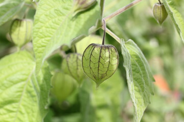 Physalis