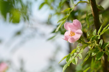 Blühende Wildrose im Frühsommer