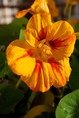 Fototapeta premium pretty orange flowers of nasturtium-tropacolum plant