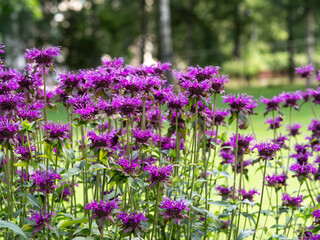 Obraz premium A group of Crimson beebalm (Monarda didyma) Balmy Pink, also a source of antiseptic thymol, blooming