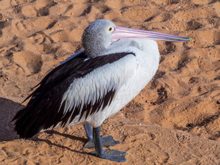 pelican on the beach
