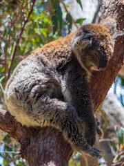 koala in tree