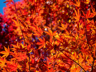 紅葉の季節