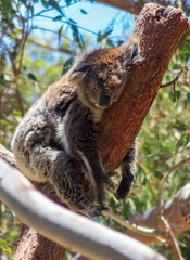 koala in a tree