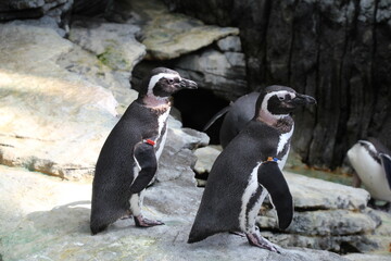 Pingüinos del oceanografic de lisboa