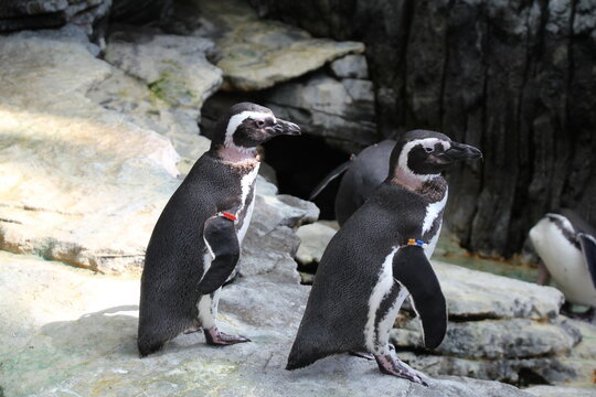 Ping&uuml;inos del oceanografic de lisboa