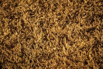 Fields with cereal cobs in aerial shot
