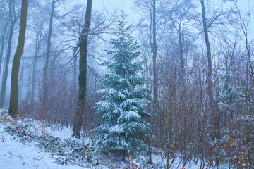 
snowy tree in winter forest