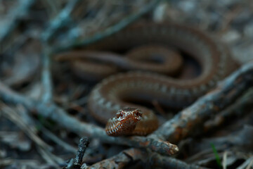 poisonous dangerous snake, viper in the wild, Russia swamp