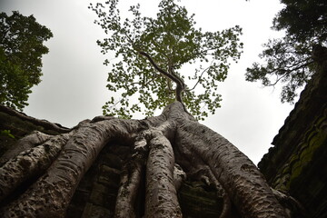 Albero secolare con radici intrecciate