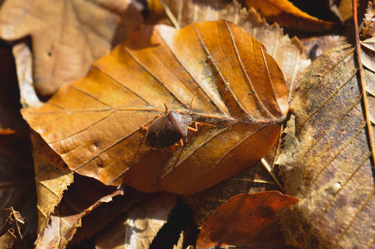 Shield bug on a orange leaf, autumn nature, beetle close up.
