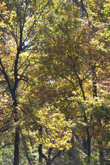 Italy, Piedmont, woods in fall