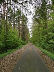 Obraz premium Weg im Wald