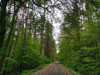 Fototapeta premium Weg im Wald