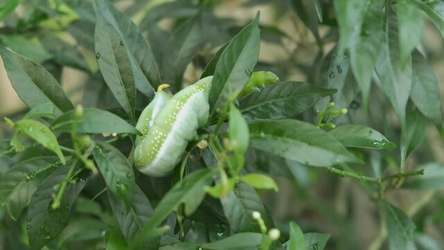 Closeup Daphnis nerii caterpillar, oleander hawk-moth crawling on crape jasmine leaves in the spring summer tropical garden