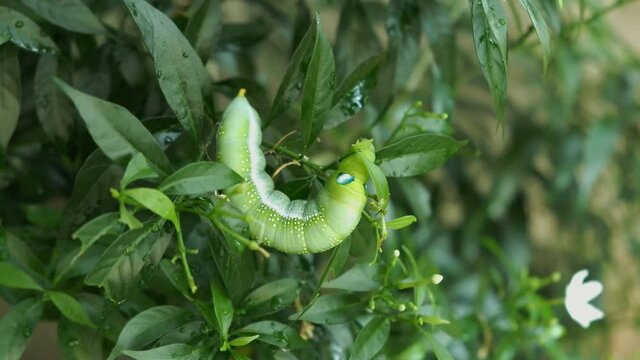 Closeup top view Daphnis nerii caterpillar, oleander hawk-moth crawling on crape jasmine tree in the spring summer tropical garden