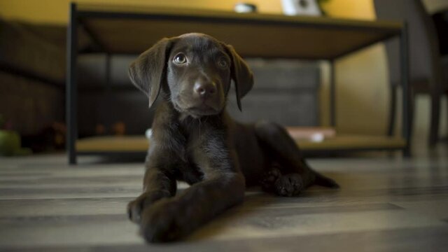 curious and cute chocolate lab puppy