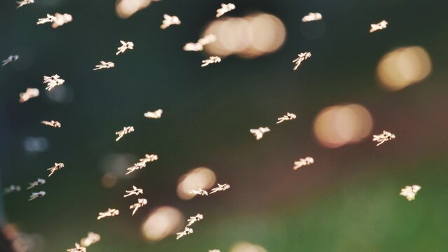 Close-up Of Mosquitoes Flying