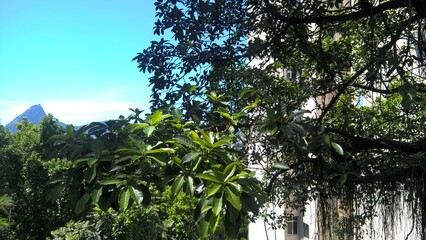 Rio de Janeiro, Brasilien, Sommer, Bäume 