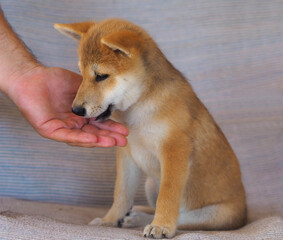 Shiba Inu puppy looks like a little fox