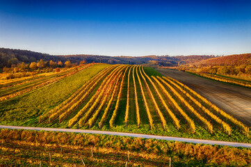 Aerial drone view of colorful vineyards fields in the Austrian Weinviertel region - obrazy, fototapety, plakaty