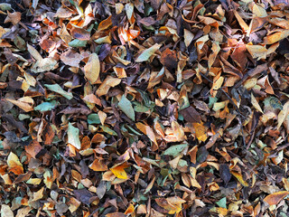 colorful rotten fallen autumn leaves on garden ground