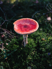 Fliegenpilz im Wald