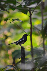 bird on the branch