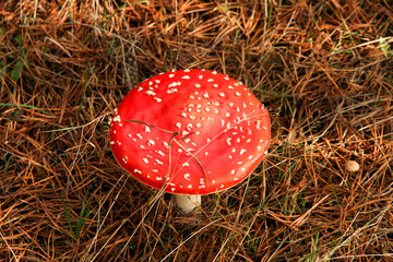 Red beautiful mushrooms of fly agaric among the fallen leaves and coniferous pine needles in the forest in autumn on a Sunny day. Inedible dangerous mushrooms.