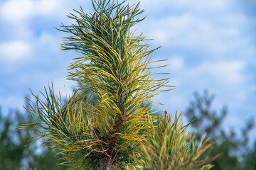 Pine branch with green needles.