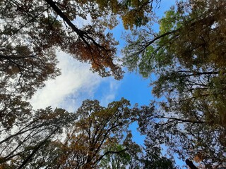 Fototapeta premium trees in the sky
