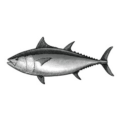 Illustration of Blue Fin tuna on a white background in a vintage style