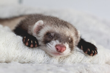 Fototapeta na wymiar Young ferret baby posing in bed