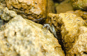 Sea crab on a crawling rock 