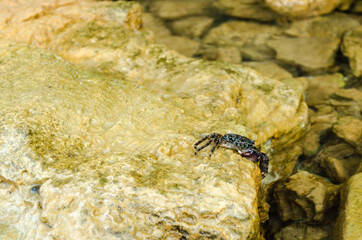 Sea crab on a crawling rock 