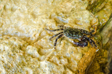 Sea crab on a crawling rock 