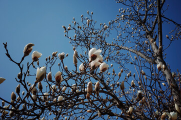 목련 나무가지 끝에 매달린 목련꽃과 꽃봉오리