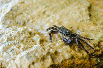 Sea crab on a crawling rock 