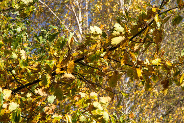 Branch with yellow oak leaves in the wind in autumn.