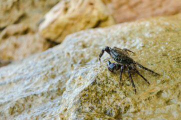 Sea crab on a crawling rock 