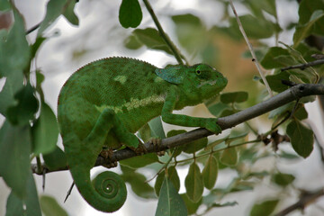Flap-necked Chameleon (Chamaeleo dilepis) sitting in tree, Serengeti; Tanzania - obrazy, fototapety, plakaty