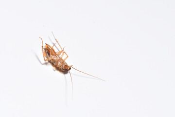 Dead brown cockroach close up on white background