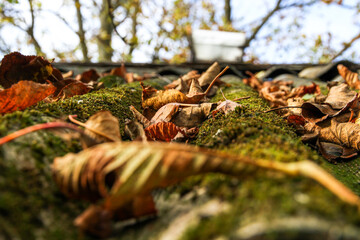 Dry fallen leaves and overgrown green moss on the old sloping slate roof in autumn.